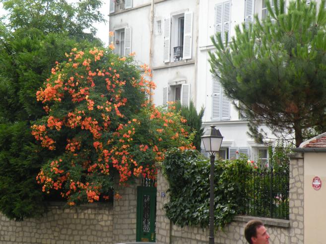  arbuste fleuri, fleurs orangées, Montmartre